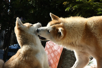 Image showing Akita inu