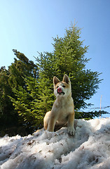 Image showing Akita inu