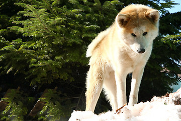 Image showing Akita inu