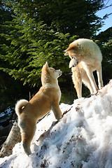 Image showing Akita inu