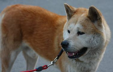 Image showing Akita Inu