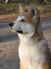 Image showing Akita Inu