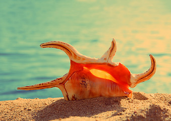 Image showing orange seashell and sea - vintage retro style