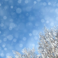 Image showing winter background with snowfal and trees