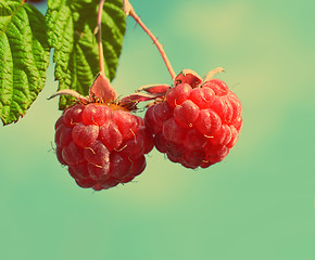 Image showing pair of raspberry - vintage retro style