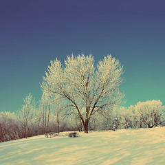 Image showing snow winter park under blue sky - vintage retro style