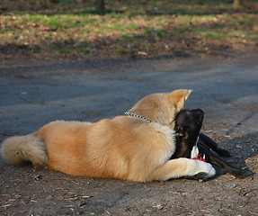 Image showing Akita and Franch Bulldog 