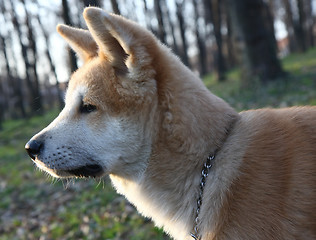 Image showing Akita Inu