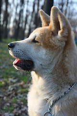 Image showing Akita Inu