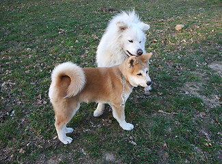 Image showing Akita and Samoyed