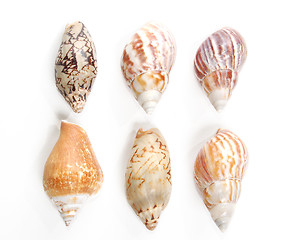 Image showing Sea shells