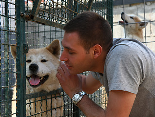 Image showing Akita Inu 