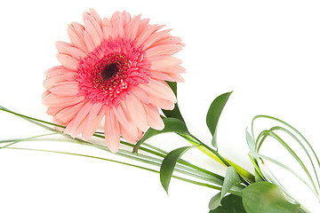 Image showing fresh bouquet from pimk gerbers