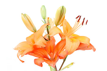 Image showing Detail of flowering orange lily