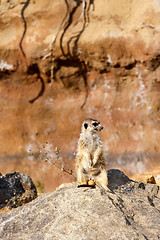 Image showing meerkat or suricate