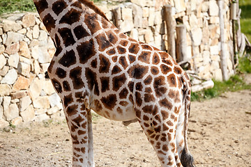 Image showing Giraffe Skin Texture 