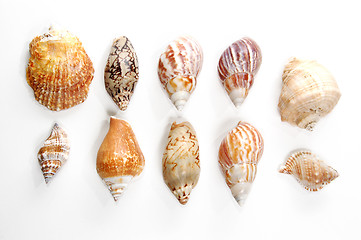 Image showing Sea shells