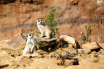 Image showing meerkat or suricate