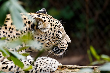 Image showing Snow Leopard Irbis (Panthera uncia) looking for prey