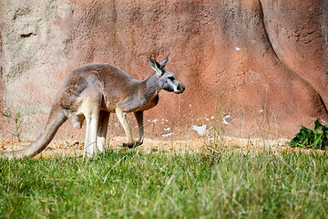 Image showing Kangaroo