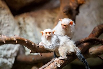 Image showing silvery Marmoset on branch