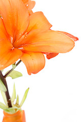 Image showing Detail of flowering orange lily