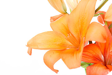 Image showing Detail of flowering orange lily