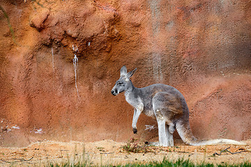 Image showing Kangaroo