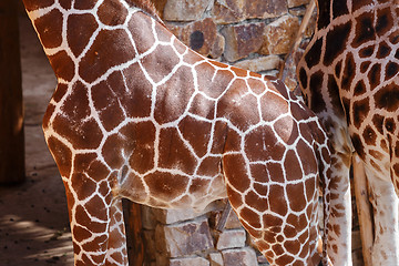 Image showing Giraffe Skin Texture 