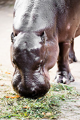 Image showing Liberian Hippo (Hexaprotodon liberiensis)