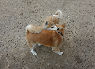 Image showing Akita Inu