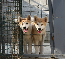 Image showing Akita Inu