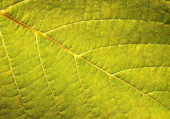 Image showing GREEN LEAF BACKGROUND