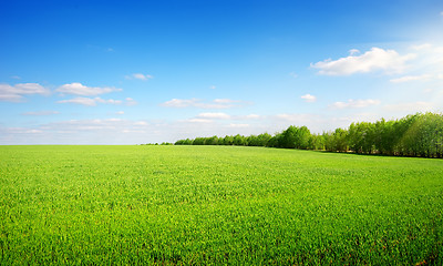 Image showing Green glade