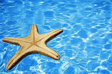 Image showing Starfish in Blue Water