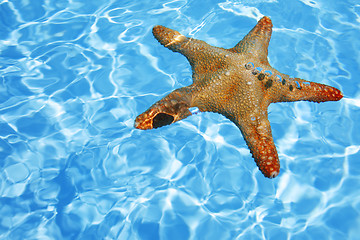 Image showing Starfish in Blue Water