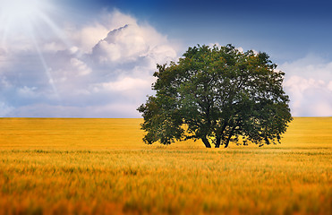 Image showing 	A lonely tree on a field