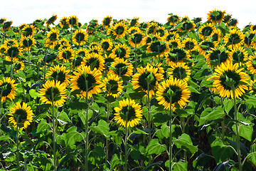 Image showing Sunflowers