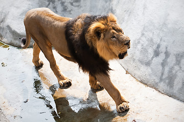 Image showing Lion