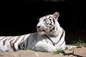 Image showing White Tiger