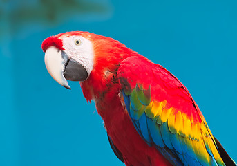 Image showing Ara parrot