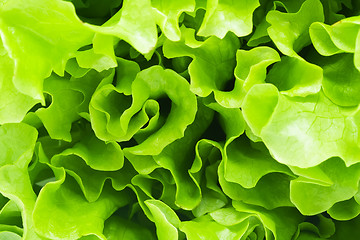 Image showing Lettuce