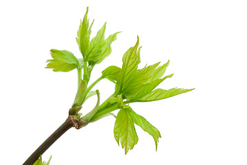 Image showing Tree branch in spring