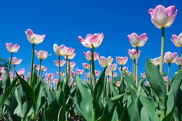 Image showing Tulip flowers