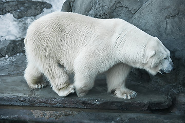 Image showing Polar bear