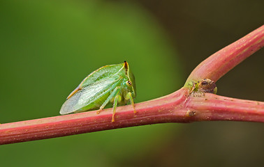 Image showing Green beetle.