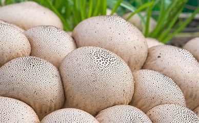 Image showing Puffball mushroom.