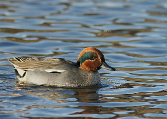 Image showing Eurasian Teal