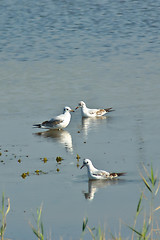 Image showing seagulls