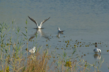 Image showing seagulls